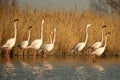 Flock of Greater flamingos Phoenicopterus roseus, Camargue, France, Pink birds, wildlife scene from nature. Nature travel in Royalty Free Stock Photo