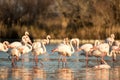 Flock of Greater flamingos Phoenicopterus roseus, Camargue, France, Pink birds, wildlife scene from nature. Nature travel in Royalty Free Stock Photo