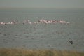 Flock of greater flamingos Phoenicopterus roseus in flight Royalty Free Stock Photo