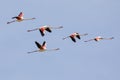 Flock of Greater flamingos, Phoenicopterus roseus, flying in Camargue, France Royalty Free Stock Photo