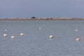 Flock of Greater flamingos, Phoenicopterus roseus, on a lake in Camargue, France Royalty Free Stock Photo