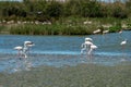 Flock of Greater Flamingos Phoenicopterus roseus in a marshland in Camargue in Provence, Bouches du Rhone, France Royalty Free Stock Photo