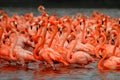 Flock of greater flamingos