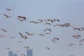 Greater Flamingos in Ras Al Khor Wildlife Sanctuary in Dubai, flying over the city