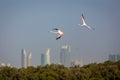 Greater Flamingos in Ras Al Khor Wildlife Sanctuary in Dubai, flying over the city.
