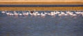 A flock of Greater Flamingos Phoenicopterus roseus in the Salt ponds of Eilat, South Israel