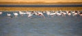 A flock of Greater Flamingos Phoenicopterus roseus in the Salt ponds of Eilat, South Israel