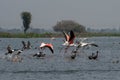 Flock of Greater Flamingos preparing to take flight along with Northern Shovelers at Bhigwan Royalty Free Stock Photo