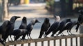 A flock of black crows sitting on the fence.