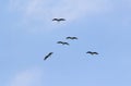 Flock of grey cranes flying in the blue sky