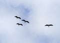 Flock of grey cranes flying in the blue sky