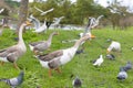 A flock of grey geese and pigeons in the autumn park Royalty Free Stock Photo