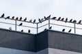 A Flock of Grey Pigeons Perched on a Balustrade