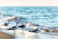 Flock of grey seagulls on sandy beach shoreline at Black Sea coast drinking sea water of splashing waves. Scenic seascape with sea