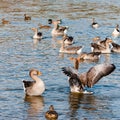 Flock of greylag geese bathing in the cold morning sun in UK Royalty Free Stock Photo