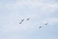 Flock of greylag geese on flight