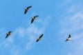 Flock of greylag geese flying in the blue sky