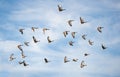 Flock of greylag geese flying in the cloudy sky - bird migration in the national park Neusiedlersee Seewinkel Burgenland Royalty Free Stock Photo