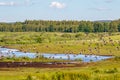 Flock of greylag geese at a lake Royalty Free Stock Photo