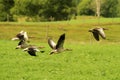 Flock of greylag geese