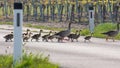 Flock of greylag goose crossing countryside road together. Royalty Free Stock Photo