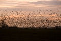 Flock of Greylag gooses on the North Germany near river Elbe