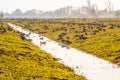 Flock of Greylag gooses on the North Germany near river Elbe