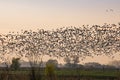 Flock of Greylag gooses on the North Germany near river Elbe