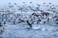 Flock of Guanay Cormorant Leucocarbo bougainvillii also known as Guanay Shag in flight and taking off from sea