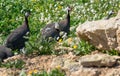 A flock of guinea fowls walking through vegetation next to a farm in Malta.