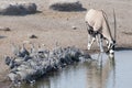 Flock of guineafowl drinking. Royalty Free Stock Photo