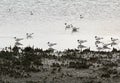 Flock of gull on let out pond Royalty Free Stock Photo