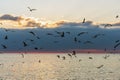 Flock of gulls at Black Sea. Beautiful seascape of seagulls at sunset