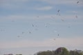 flock in gulls in flight Royalty Free Stock Photo