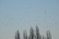 Flock of gulls flying over bare poplar trees