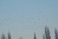 Flock of gulls flying over bare poplar trees
