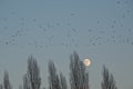 Flock of gulls flying over bare poplar trees with almost full moon