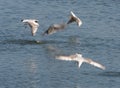 A flock of gulls hunting for fish in a pond