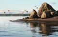 Flock of gulls over granite island. Clean nature of Baltic sea, gulf of Finland