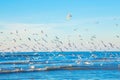A flock of gulls over the sea