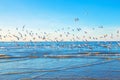 A flock of gulls over the sea
