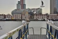A flock of gulls on the rails of the pier on a cloudy day Royalty Free Stock Photo
