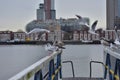 A flock of gulls on the rails of the pier on a cloudy day Royalty Free Stock Photo