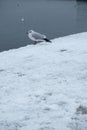 A flock of gulls on the sea is fighting for food. Royalty Free Stock Photo