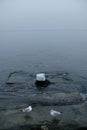 A flock of gulls on the sea is fighting for food. Royalty Free Stock Photo