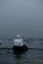 A flock of gulls on the sea is fighting for food. Royalty Free Stock Photo