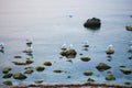 A flock of gulls sits on rocks near the sea Royalty Free Stock Photo