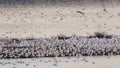 Flock of Gulls Sitting on Island in Lake