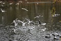 Flock of gulls starting to fly from a calm lake water surface