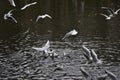 Flock of gulls starting to fly from a calm lake water surface